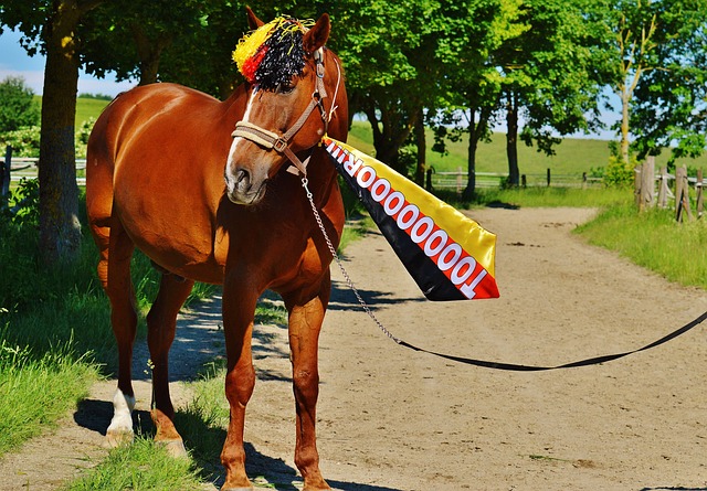 賽所呈現的 賽所呈現的